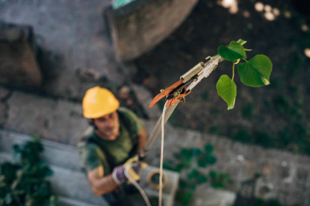 Best Large Tree Removal  in Bull Shoals, AR